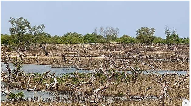 চার বছরে সোনাদিয়ার ৭ হাজার একর প্যারাবন উজাড়, দখলে রাজনৈতিক দলের নেতা-কর্মী